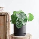 8 Inch Pots for Plants, Ceramic Planter Pot with Drainage Hole & Saucer, Indoor/Outdoor Cylinder Round Planter Pot, Matte Black by CozyNest Decor