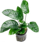 Anubias Live Aquarium Plants - Potted Freshwater Plant for Fish Tanks, Terrariums - Beginner Friendly Low Light (Nana, 3 Pots) by GreenHaven Gardens