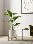 LE TAUCI Ceramic Plant Pots Indoor, 10 Inch 8 Inch 6 Inch Planters for Indoor Plants, Mid-Century Modern Flower Pots with Drainage Hole and Plug, Cylinder Round Planter Pots, Set of 3, White by GreenHaven Gardens