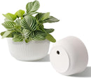 T4U Plant Pots 8 Inch, 2 Pack Self Watering Indoor Planter with Drainage Hole, Shallow Plant Pot, Home Decor Flower Pots for Plants, Herbs, Garden, White by GreenHaven Gardens