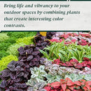 Polka Dot Plant (4-Pack) - Live Houseplants, Small Indoor Plants, Hypoestes White- Colorful, Air-Purifying House Plants by GreenHaven Gardens