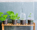 30 Packs 4 Inch Reinforced Clear Nursery Pots with Humidity Dome, Transparent Variety Pack Plastic Plant Pot Seedling Planter Seed Starter Flower by GreenHaven Gardens