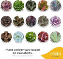 Costa Farms Succulent Plant, Live Indoor Mini Succulent Plant in Hanging Basket Succulents Plant Pot, Potting Soil Mix, Grower's Choice, Easy Grow Houseplant, Home and Room Decor, 2-Inches Tall by GreenHaven Gardens