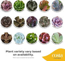 Costa Farms Succulent Plant, Live Indoor Mini Succulent Plant in Cute Succulents Plant Pot, Potting Soil Mix, Grower's Choice, Easy Grow Houseplant, Tabletop, Office, Room Decor, 2-Inches Tall by GreenHaven Gardens