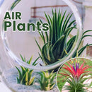 Tillandsia Plants, Red Tillandsia Air Plants Live, Combo 15 Succulents Plant Live, House Plant Indoor Outdoor, 2 Inc Tall by GreenHaven Gardens