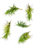 Live Air Plants – Tillandsia Araujei, Large 5” – 5ct – Live Arrival Guaranteed – House Plants for Home Décor & Gift by GreenHaven Gardens