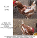 Pampered Chicken Mama Backyard Chicken Molting Supplement: Fluffiest Feathers Ever Backyard Chicken Feed and Supplies for Hens (6 Pound Economy Size) by GreenHaven Gardens