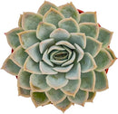 Live Succulent Plants Echeveria 'Joselrin', Easy Care Potted Succulents, Approx 4" D x 5" H, Indoor Houseplant, Unique Gifts, Home Office Décor by GreenHaven Gardens