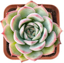 Live Succulent Echeveria 'Silhouette', Approx 2-inch Large, Potted Succulents, Fully Rooted, Easy Care House Plants by GreenHaven Gardens