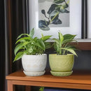 G EPGardening Indoor Plant Pot 5.5 Inch - Ceramic Planter with Drainage Hole and Saucer, Round Boho Plant Pot for Indoor Plants, Plant Lover Gifts, Home Garden Office Decor, Green by GreenHaven Gardens
