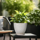 G EPGardening 10 Inch Ceramic Planter Pot with Drainage Hole and Saucer Large Plant Pot for Indoor Plants Outdoor Round Flower Pot for Home Garden Office White by GreenHaven Gardens