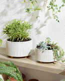 LE TAUCI Succulent Pots, 6.5+8 Inch Ceramic Indoor Plant Pot with Drainage Hole, Modern Round Decorative Flower Pot, Set of 2, Matte White by GreenHaven Gardens