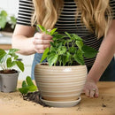 6 Inch Plant Pot Ceramic - Decorative Planter for Indoor Plants Succulent Pot with Drainage Hole and Saucer Round Planter Outdoor Flower Pot for House Patio Yellow by GreenHaven Gardens