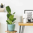 10 inch Plant Pots Ceramic Planter with Drainage Holes and Saucer for Multiple Plants, Indoor-Outdoor Garden Pots for Succulent, Orchid, and Flower by CozyNest Decor