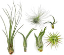 Air Plants - Tillandsia Variety Pack, Regular 1-3" - 6ct - Live Arrival Guaranteed - House Plants for Home Decor & Gift by GreenHaven Gardens
