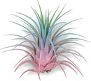 Ionantha Guatemala Tillandsia Air Plant, Guatemala Tillandsia Live Airplant, Healthy Arrival Guaranteed, Great Indoor Plant, Home Decor & Gift (Rainbow