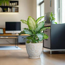 10 Inch Ceramic Planter Pot Large Plant Pot for Indoor Plants Outdoor Round Flower Pot with Drainage Hole and Saucer for Home Garden Decor White by CozyNest Decor
