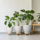 Ceramic Plant Pot 6 Inch - Ceramic Planter with Drainage Hole and Saucer Round Planter Flower Pot for Indoor Plants Outdoor Home Garden Office Decor White by GreenHaven Gardens