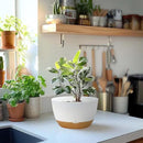 10 Inch Pots for Indoor Plants, Large Self Watering Planters with Drainage and Saucers, Plastic Outdoor Flower Pot, Set of 2, White by GreenHaven Gardens