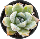 THE NEXT GARDENER.COM 2" Rare Succulent Echeveria Colorata x Laui, Live Succulents Plants Fully Rooted in Grower Pots, Unique Gift for Wedding Favor, Party Favor by GreenHaven Gardens