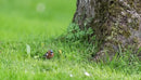 Brownie Brand Majestic Hulled Bermudagrass Seed | Premium Turf Grass for Dense, Drought-Resistant Lawns | Fast-Growing, Heat-Tolerant, Certified Seed for High-Traffic Areas. (50 Pound) by GreenHaven Gardens