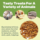 22LB Dried Black Soldier Fly Larvae, 2 Pack of 11 LBS, 86X Calcium Than Dried Mealworms, High Protein Non-GMO Organic Chicken Feed by GreenHaven Gardens