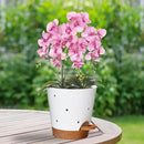 Orchid Pots with Holes, 6 Inch Self Watering Orchid Pot 2 Pack Plastic Plant Pots for Orchid, Flower (White+Brown) by GreenHaven Gardens