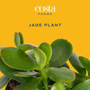 Costa Farms Succulent Plant, Live Jade Plant, Potted in Cute Decor Plant Pot with Potting Soil Mix, Room and Plants Home Decor, Housewarming, Birthday Gift, 6-8 Inches Tall by GreenHaven Gardens