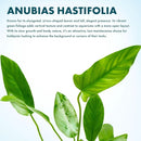 Live Plants – Anubias Hastifolia (Anubias hastifolia) – Low to Moderate Light, Medium to Dark Green Arrow-Shaped Leaves, Midground to Background Tank Placement - Pot, 3 Pack by GreenHaven Gardens