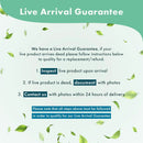 Anubias Live Aquarium Plants - Potted Freshwater Plant for Fish Tanks, Terrariums - Beginner Friendly Low Light (Barteri Broad Leaf, 1 Pot) by GreenHaven Gardens