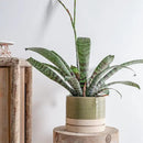 6 Inch Plant Pots, Ceramic Planter Pot with Drainage Hole & Saucer, Indoor/Outdoor Cylinder Round Planter Pot, Green & Beige by CozyNest Decor