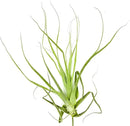 Air Plants - Tillandsia Straminea Jumbo 6-9" - 1ct - Live Arrival Guaranteed - House Plants for Home Decor & Gift by GreenHaven Gardens