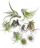 Air Plants - Freyja Gift Box - 10ct - Live Arrival Guaranteed - House Plants for Home Decor & Gift by GreenHaven Gardens