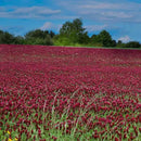 Outsidepride Crimson Clover Seeds - 40 lbs. Annual, Nitrocoated, & Inoculated Ground Cover Seeds, Ideal Clover Seed for Lawn, Cover Crop, Pasture, Hay, Green Manure & Wildlife Forage by GreenHaven Gardens