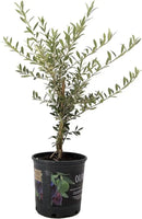 American Plant Exchange Live Olive Tree, Arbequina – Real Fruiting, Edible Indoor/Outdoor Houseplant – Medium 7.5-Inch Pot, Perfect for Home, Office, Patio & Garden Décor by GreenHaven Gardens