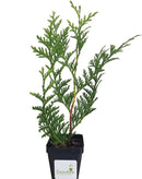 Thuja Green Giant Arborvitae Tree, 3 Inch Pot by GreenHaven Gardens