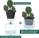 D'vine Dev 6 Inch Design Self Watering Planter for Indoor Plants, Black Terracotta Pot with Cylinder Glass Cup, Set of 2, 37-Y-B-3 by GreenHaven Gardens