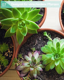 vensovo 5.7 Inch Terracotta Shallow Succulent Pot - 6 Pack Terra Cotta Clay Pots with Saucer, Cacuts Terra-Cotta Indoor and Outdoor Planters with Drainage Hole by GreenHaven Gardens