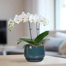 G EPGardening Ceramic Planter 6 Inch - Round Modern Ceramic Pot for Plants with Drainage and Plant Tray Indoor for Flower, Apartment Decor, Housewarming Gifts New Home, Retro Blue by GreenHaven Gardens