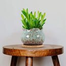 Laerjin Succulent Pots, 4 Inch Ceramic Plant Pots and Drainage Hole with Bamboo Tray, Colorful Flower Planter Pot, Pack of 6, Plants Not Included by GreenHaven Gardens