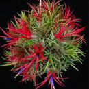Air Plants, Tillandsia Air Plants Live Houseplants for Garden, 14 Red Lonantha Tillandsia Plant, Air Plant for Planting, 2 to 3 Inc Long by GreenHaven Gardens
