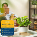 Costa Farms Golden Pothos Live Plant, Easy Care Indoor House Plant in Modern Decor Planter Pot, Potting Soil, Natural Air Purifier Houseplant, Housewarming Gift, Home Decor, Room Decor, 10-Inches Tall by GreenHaven Gardens