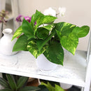 Golden Pothos Plant Live House Plant Live Plants, Trailing Plants Live Houseplants, Golden Pothos Live Plant Houseplant, Live Pothos Devils Ivy Live Plant Money Plant Indoor Plants by Plants for Pets by GreenHaven Gardens