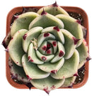 Live Succulent Echeveria Agavoides 'Halloweens', Approx 2-inch Large, Potted Succulents, Fully Rooted, Easy Care House Plants by GreenHaven Gardens