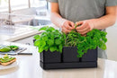 D'vine Dev Herb Garden Planter Set, Plastic Plant Pots with Drainage and Saucer, Indoor Succulent Cactus Vegetable Pot for Windowsill, Garden Balcony, Black, Set of 1, 76-V-B-1 by GreenHaven Gardens