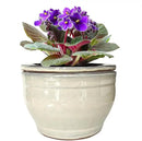 African Violet Pots Self Watering Round Ceramic Violet Pot (White, 6 inch) by GreenHaven Gardens