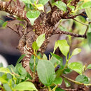 Brussel's Bonsai Live Golden Gate Ficus Indoor Bonsai Tree - Large, 10 Years, 16 to 20 In - Live Bonsai Tree in Ceramic Bonsai Pot by GreenHaven Gardens