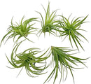Live Air Plants - Tillandsia Geminiflora 1-3" - 5ct – ragnaroc Live Indoor Plant - Live Arrival Guaranteed - House Plants for Home Decor & Gift by GreenHaven Gardens