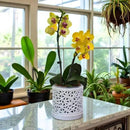 Large Ceramic Orchid Pot with Holes, 6 Inches Wide, for Indoors or Outdoors with Woven String Cut Out Design, Orchid Planters by GreenHaven Gardens