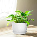 Plant Pots 12/10/9 Inch Pots, Set of 3 Plastic Planters with Drainage Holes and Saucers,Plastic Flower Pots,Nursery Planting Pot for Indoor Out Door Plants（White） by GreenHaven Gardens